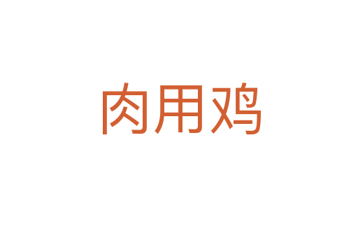 肉用鸡