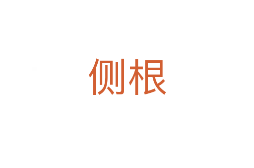 侧根
