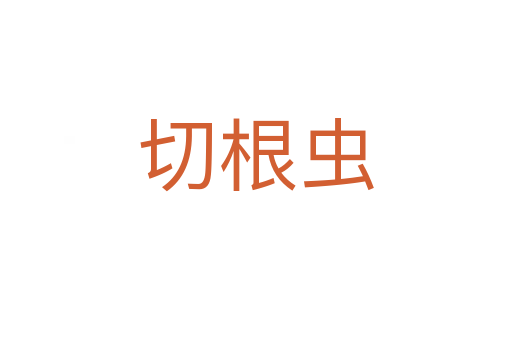 切根虫