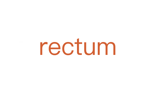 rectum