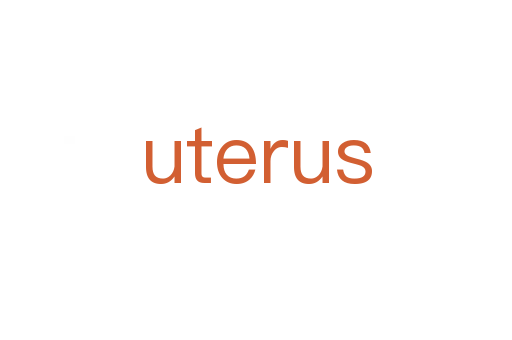 uterus