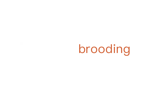 brooding