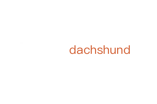 dachshund